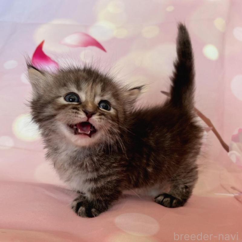 販売中の千葉県のミヌエット(短足)-136855の3枚目