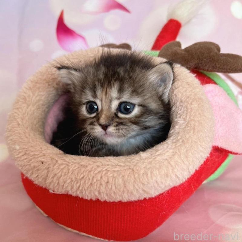 販売中の千葉県のミヌエット(短足)-136855の1枚目