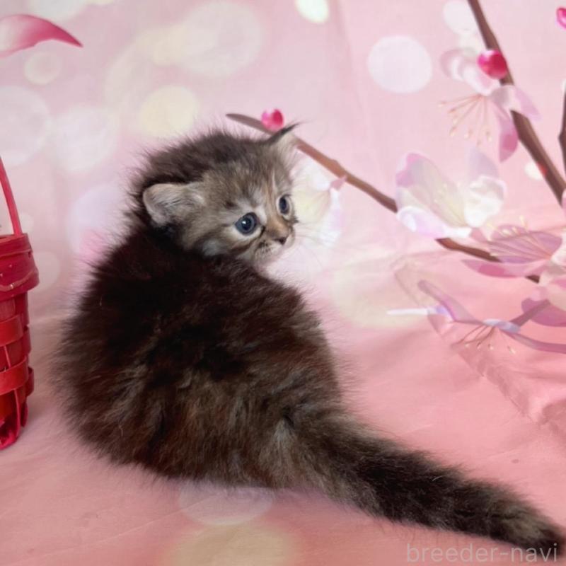 販売中の千葉県のミヌエット(短足)-136855の2枚目