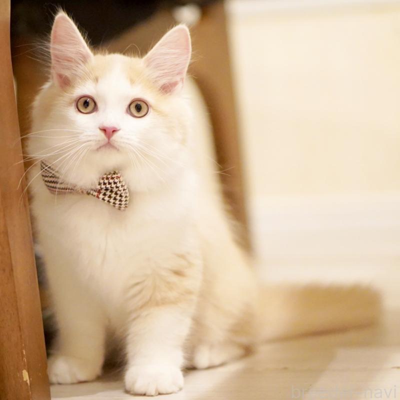 販売中の東京都のサイベリアン-133319