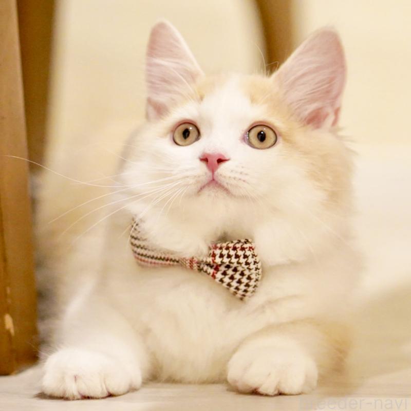 成約済の東京都のサイベリアン-133319の15枚目