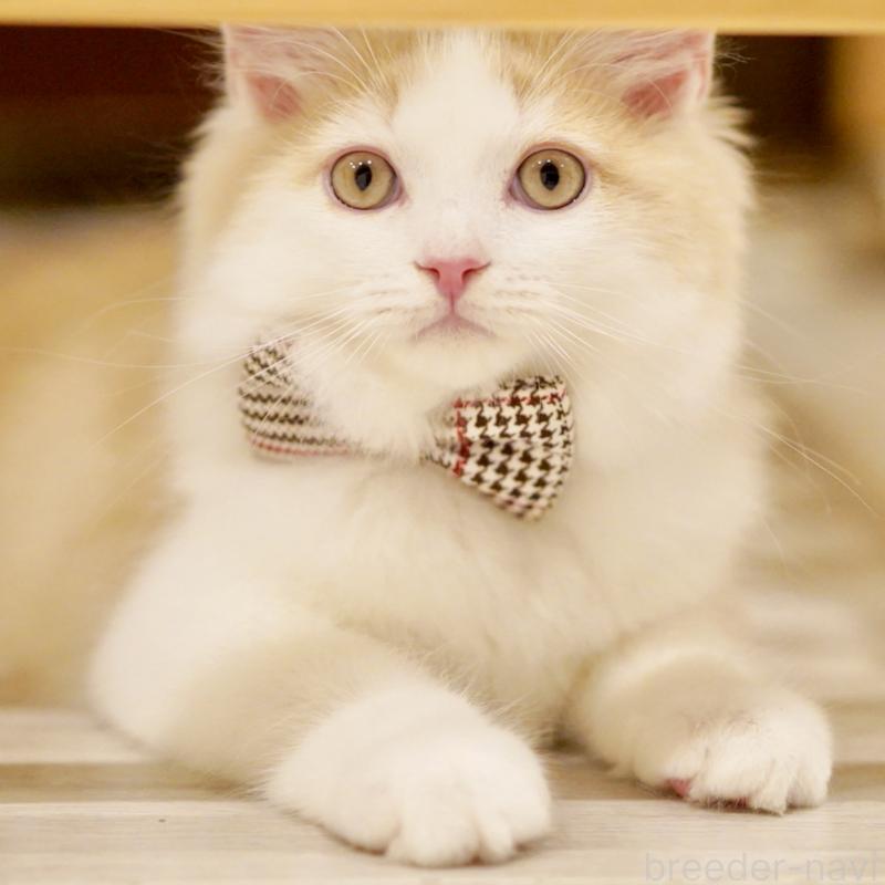 成約済の東京都のサイベリアン-133319の14枚目