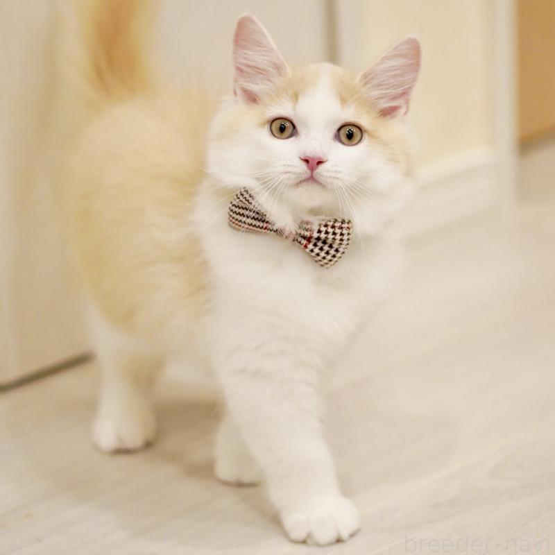 成約済の東京都のサイベリアン-133319の13枚目