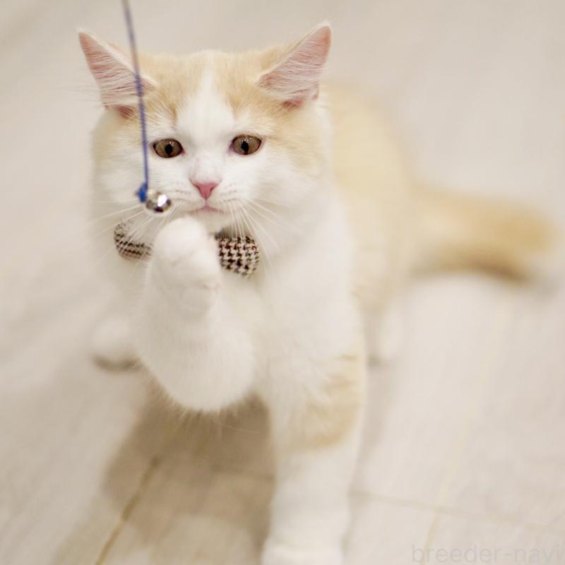 成約済の東京都のサイベリアン-133319の12枚目