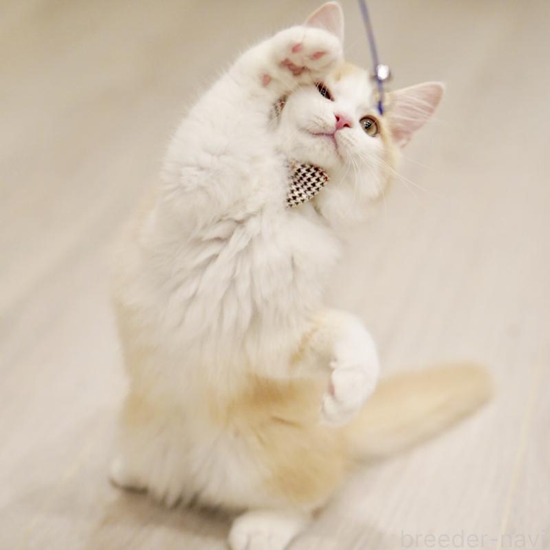 成約済の東京都のサイベリアン-133319の11枚目