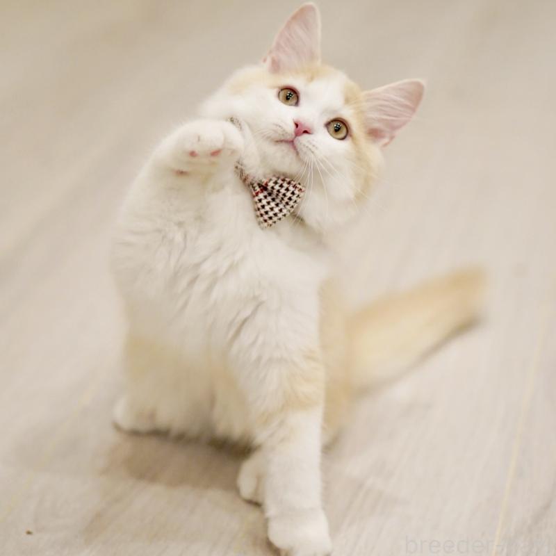 成約済の東京都のサイベリアン-133319の10枚目