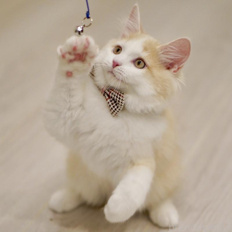 成約済の東京都のサイベリアン-133319の9枚目