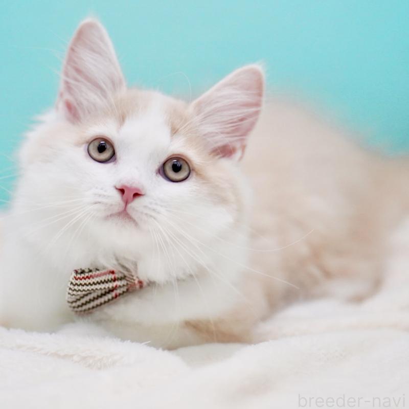 成約済の東京都のサイベリアン-133319の8枚目