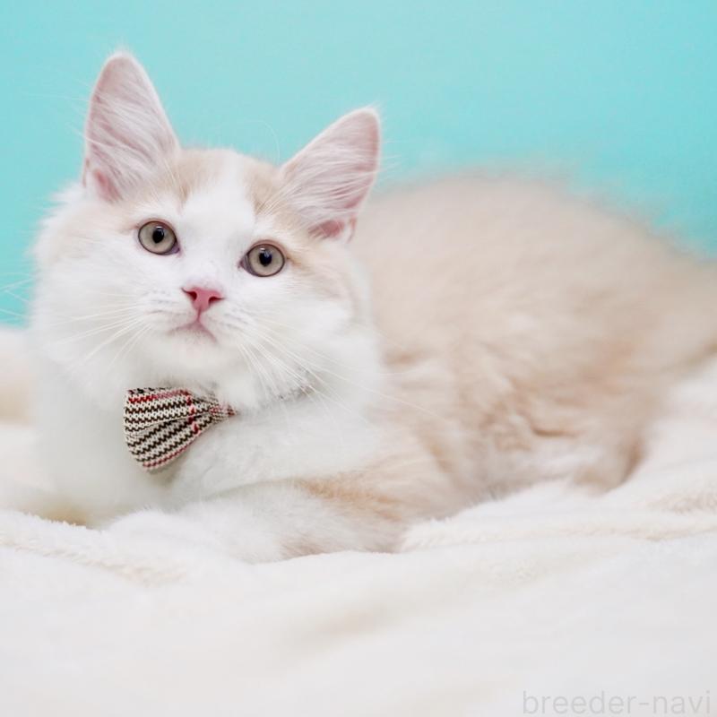 成約済の東京都のサイベリアン-133319の7枚目