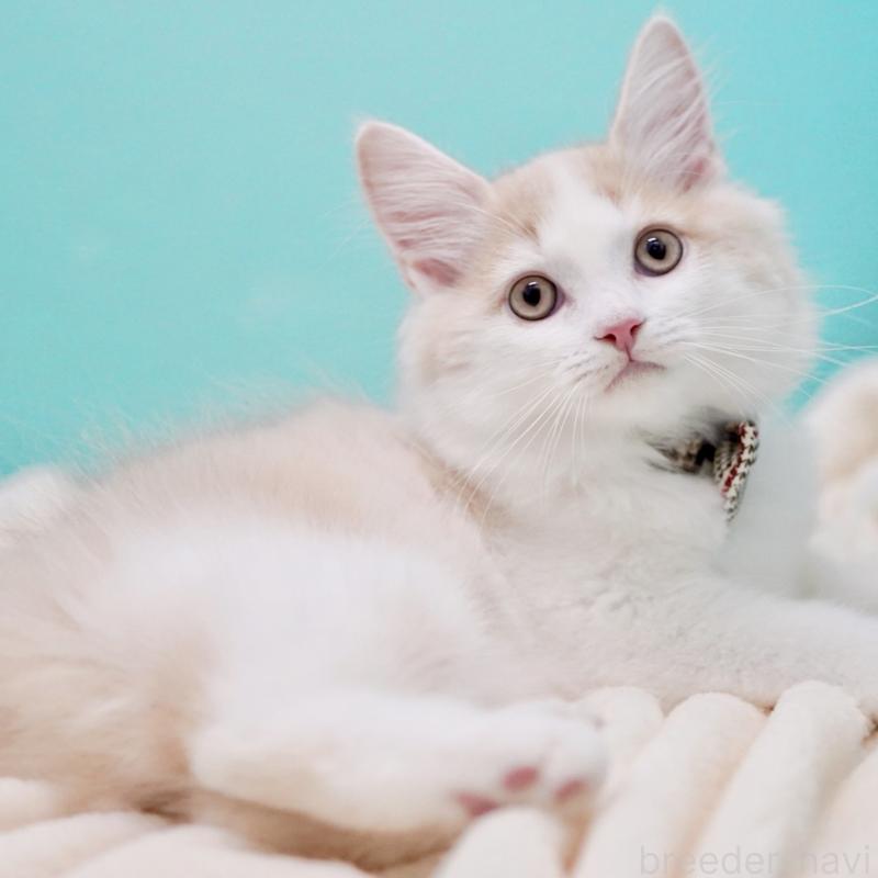 成約済の東京都のサイベリアン-133319の6枚目