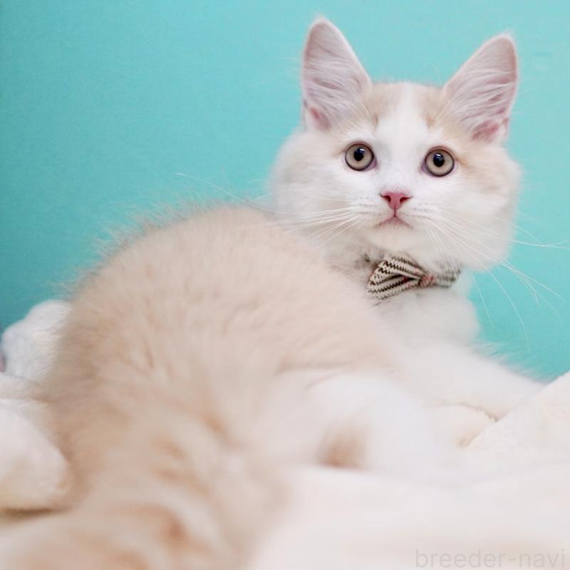 成約済の東京都のサイベリアン-133319の5枚目