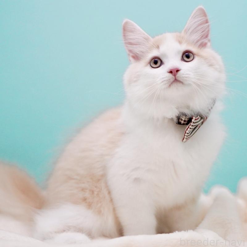 成約済の東京都のサイベリアン-133319の4枚目