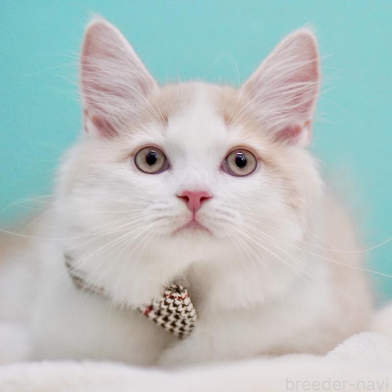 成約済の東京都のサイベリアン-133319の3枚目