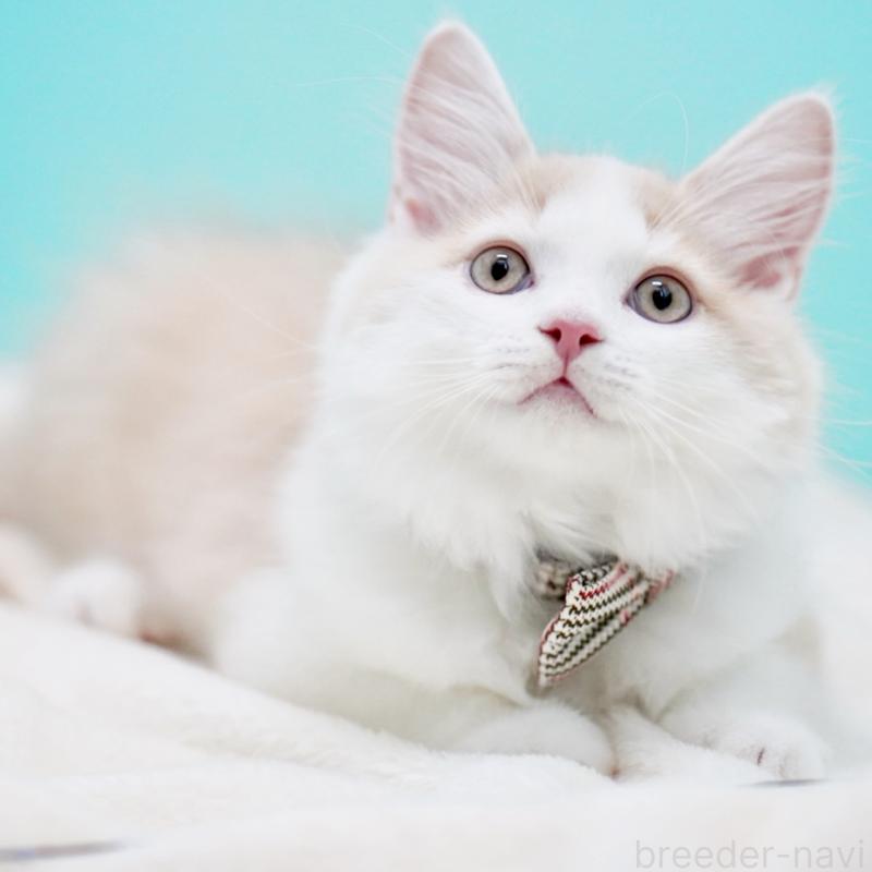 成約済の東京都のサイベリアン-133319の2枚目