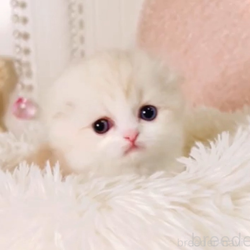 販売中の東京都のスコティッシュフォールド(折れ耳)-136856の5枚目