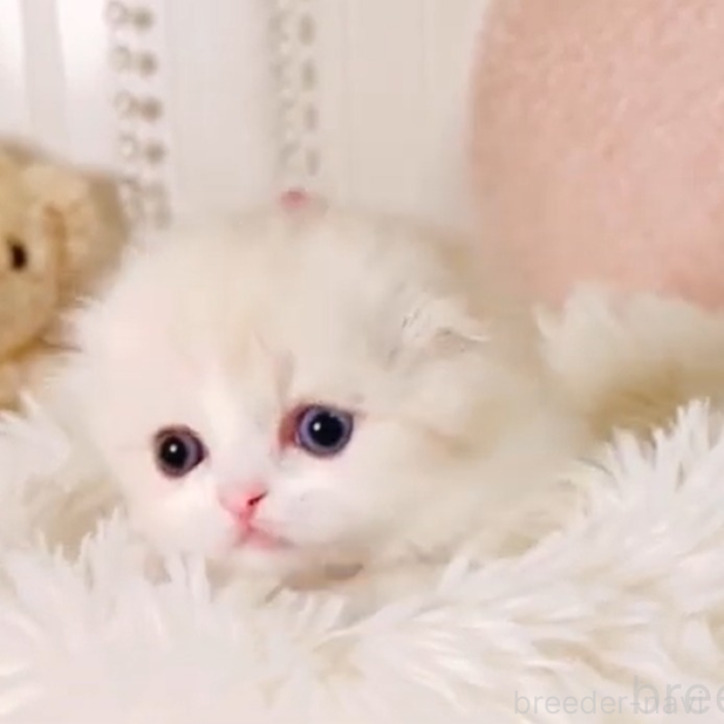 販売中の東京都のスコティッシュフォールド(折れ耳)-136856の4枚目