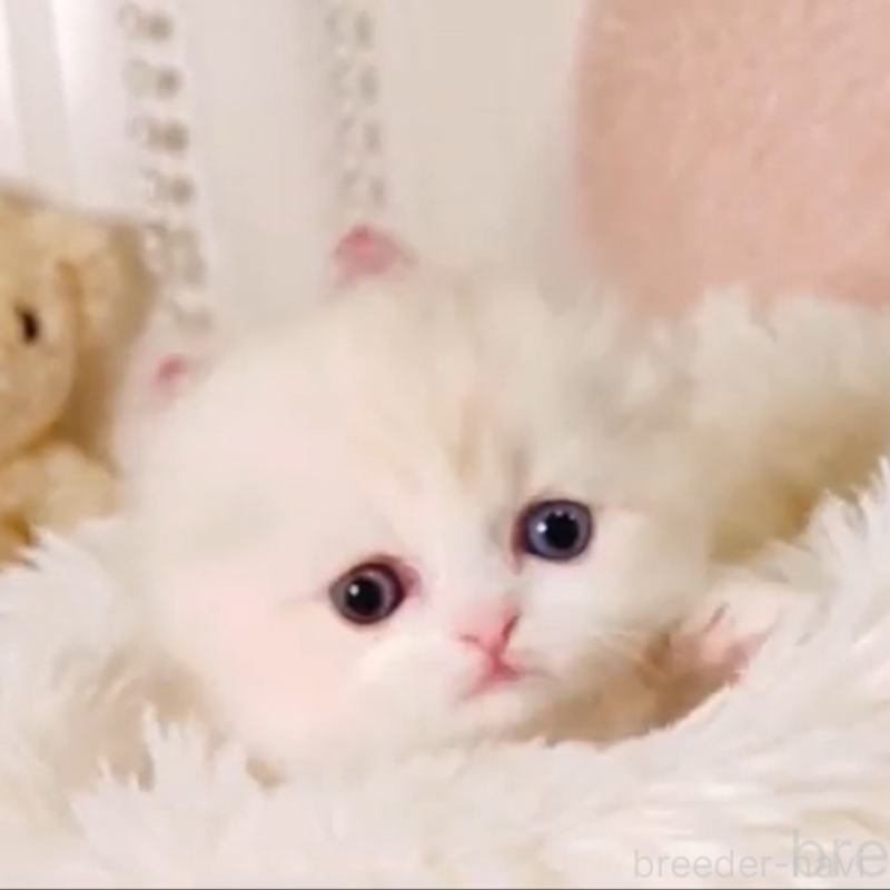 販売中の東京都のスコティッシュフォールド(折れ耳)-136856の3枚目