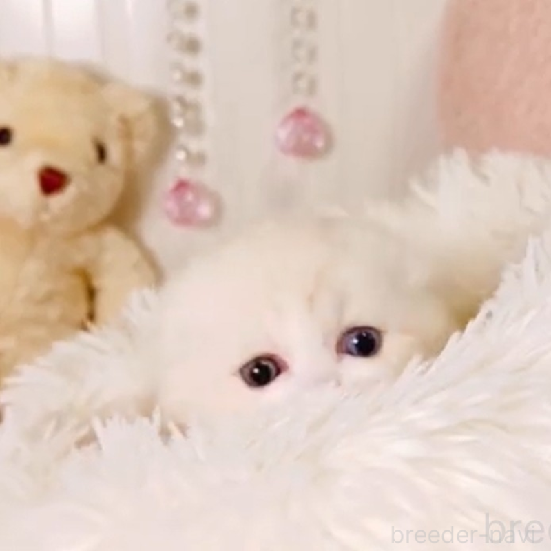 販売中の東京都のスコティッシュフォールド(折れ耳)-136856の2枚目