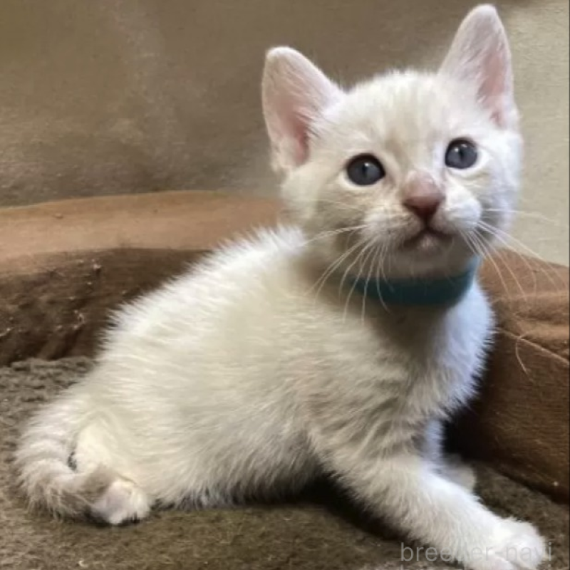 販売中の和歌山県のオーストラリアンミスト-136858の1枚目