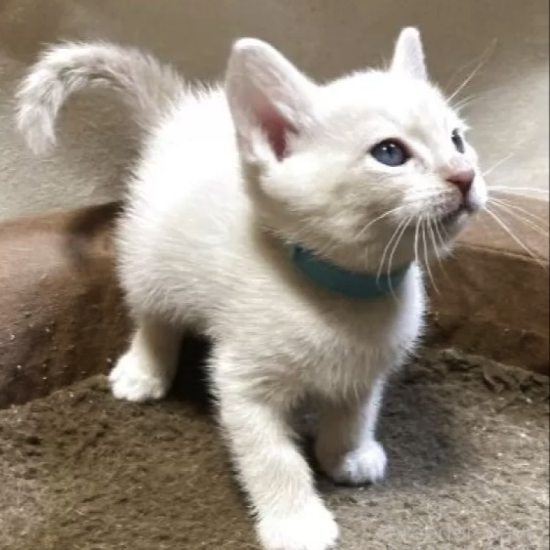 販売中の和歌山県のオーストラリアンミスト-136858の2枚目