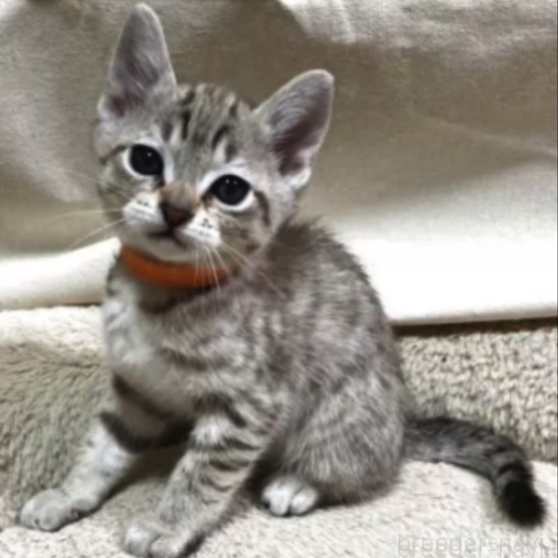 販売中の和歌山県のオーストラリアンミスト-136859