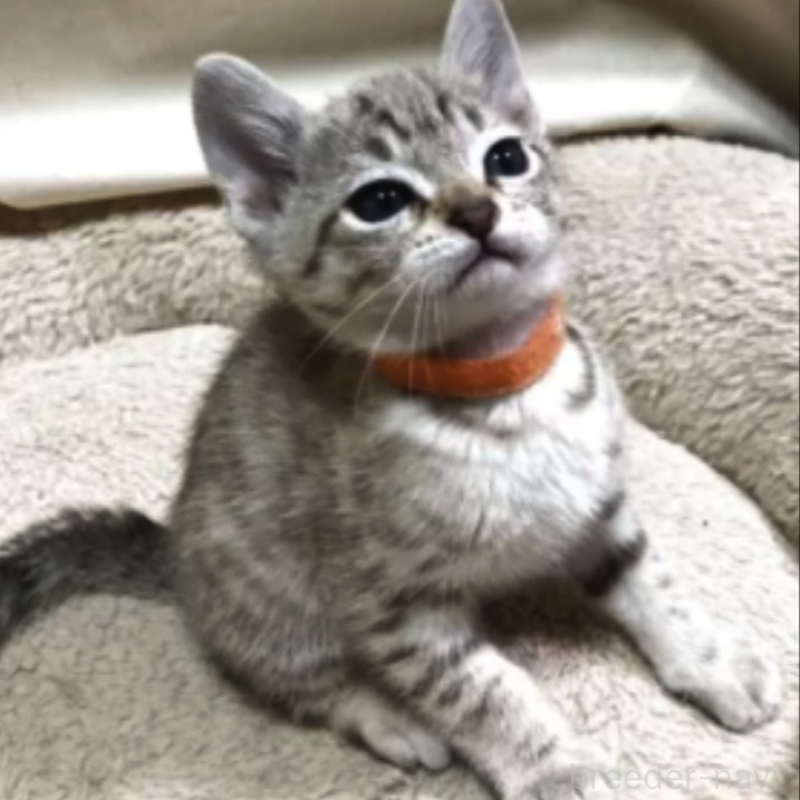 販売中の和歌山県のオーストラリアンミスト-136859の2枚目