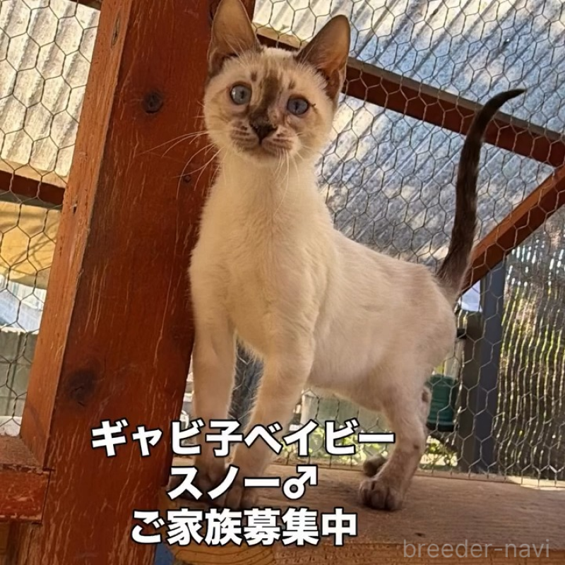 販売中の埼玉県のベンガル-136860