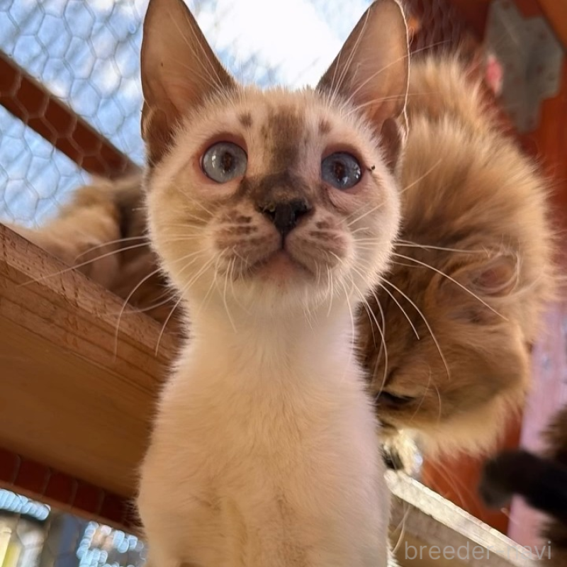 販売中の埼玉県のベンガル-136860の8枚目