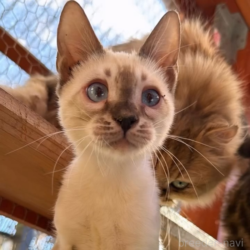 販売中の埼玉県のベンガル-136860の7枚目