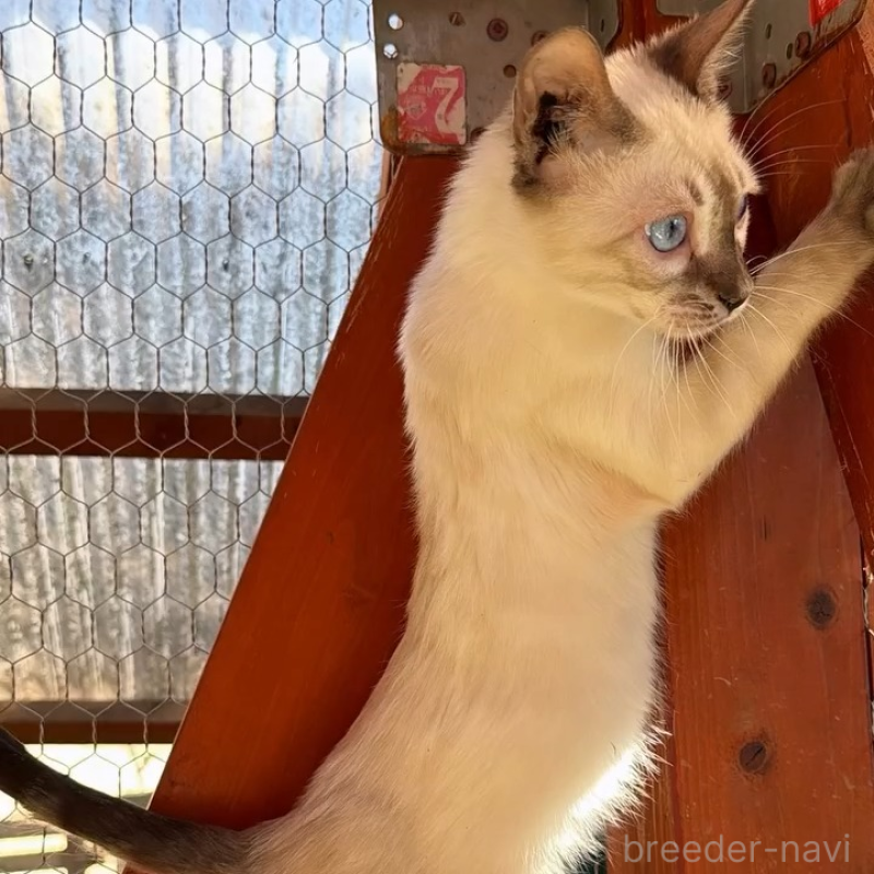 販売中の埼玉県のベンガル-136860の6枚目