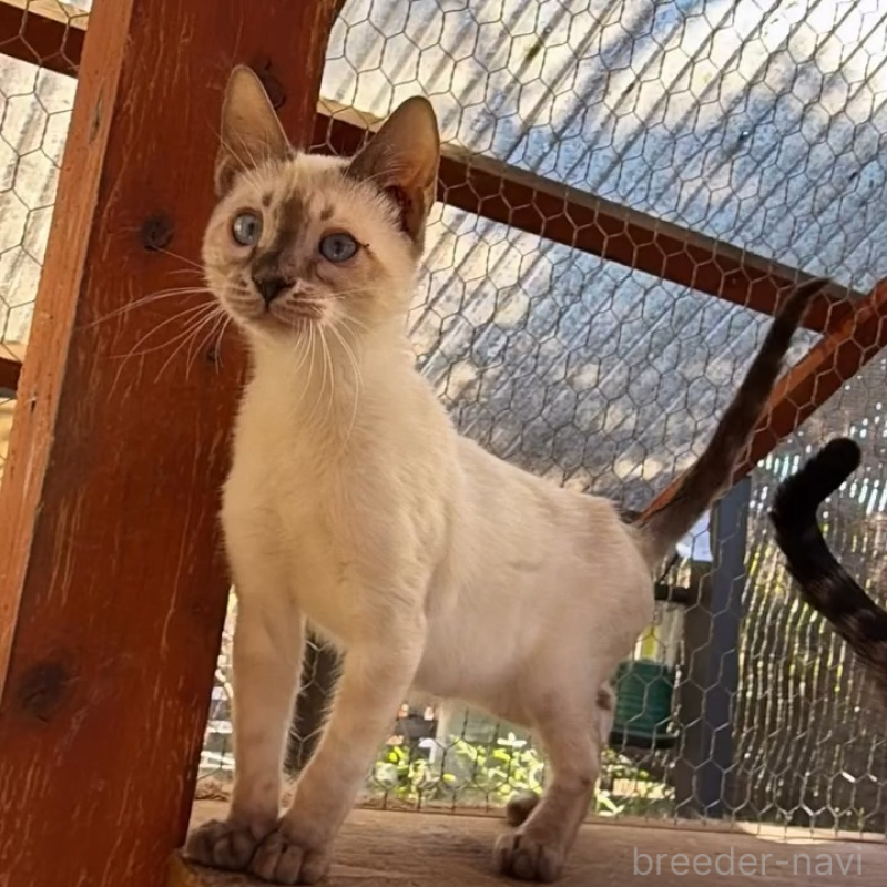 販売中の埼玉県のベンガル-136860の5枚目