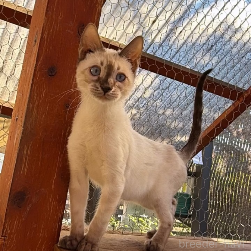 販売中の埼玉県のベンガル-136860の4枚目