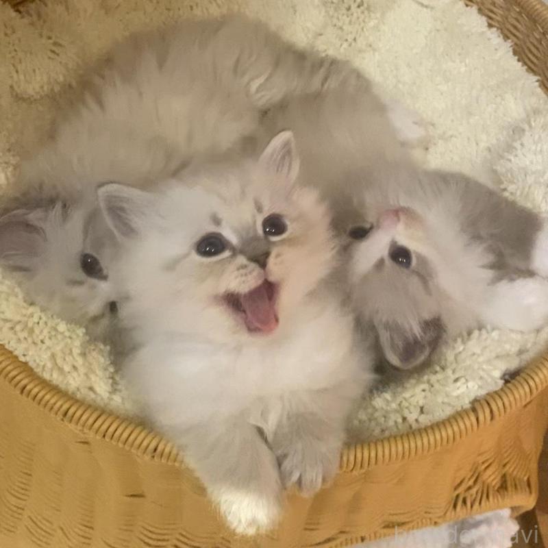 成約済の北海道のサイベリアン-136861の18枚目