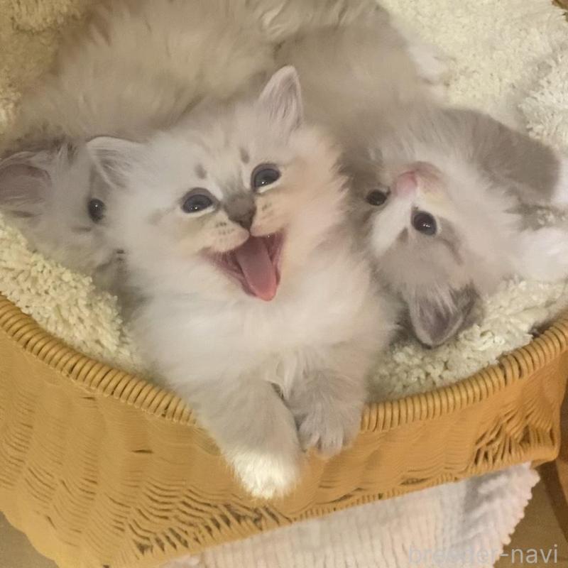 成約済の北海道のサイベリアン-136861の17枚目