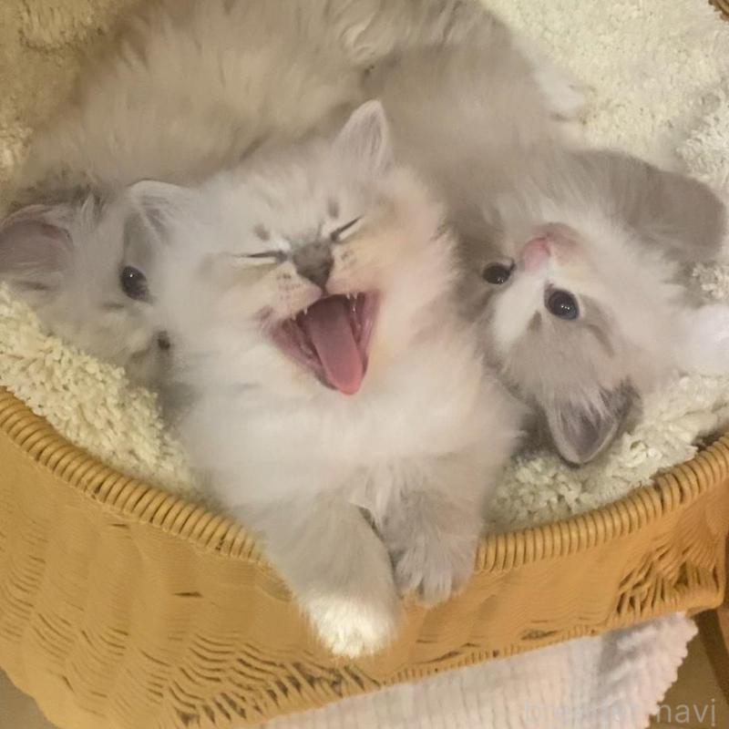 成約済の北海道のサイベリアン-136861の16枚目