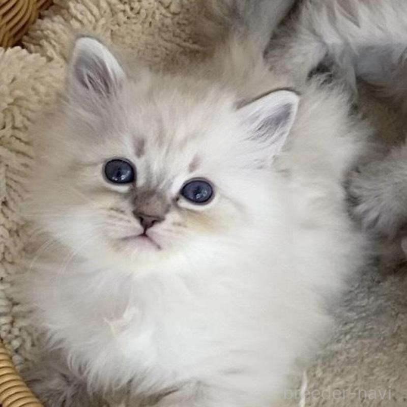 成約済の北海道のサイベリアン-136861の15枚目