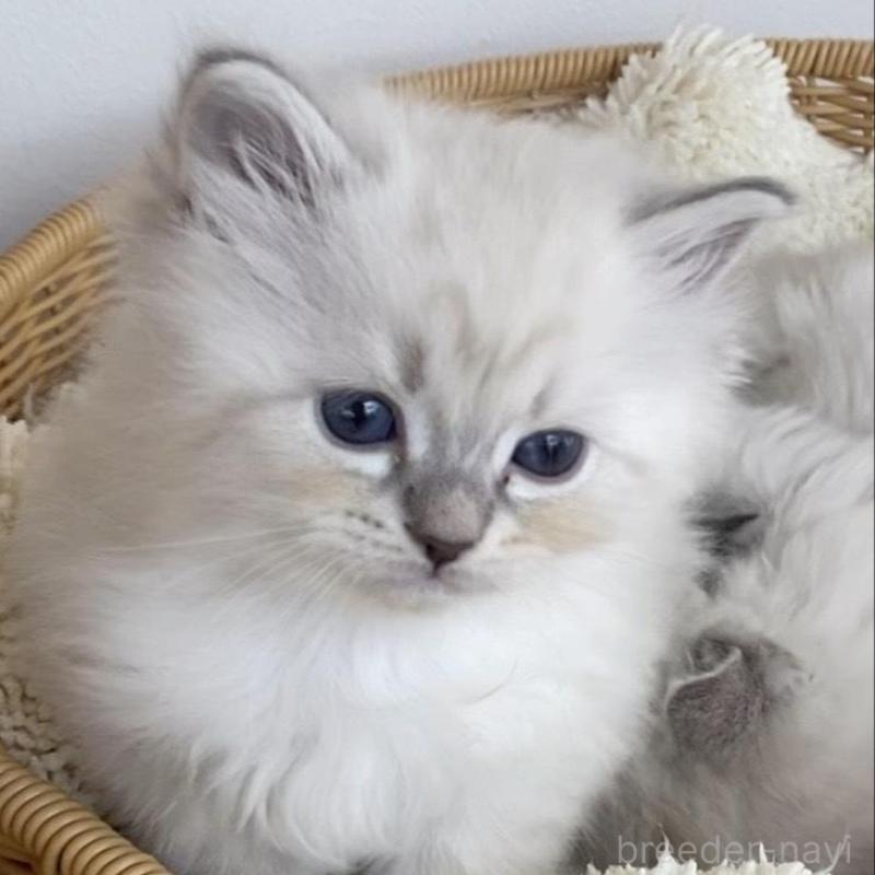 成約済の北海道のサイベリアン-136861の14枚目