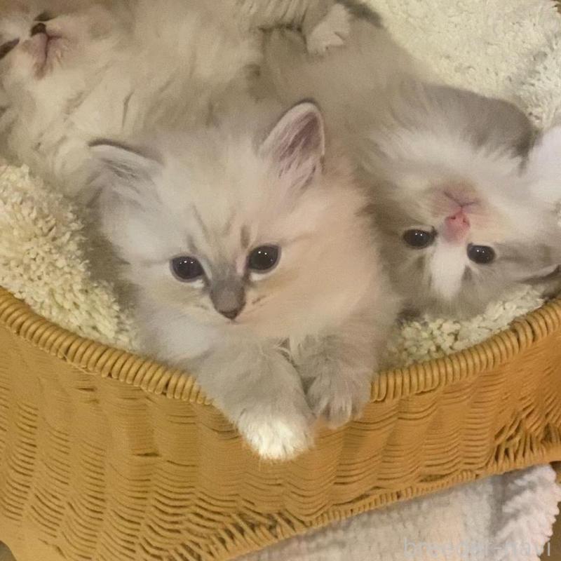 成約済の北海道のサイベリアン-136861の13枚目