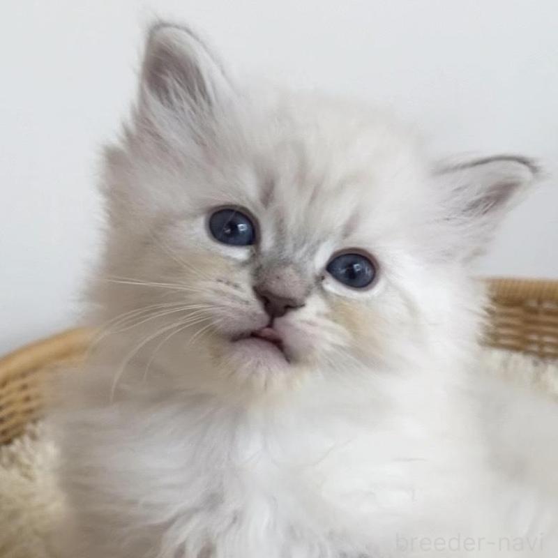 成約済の北海道のサイベリアン-136861の12枚目