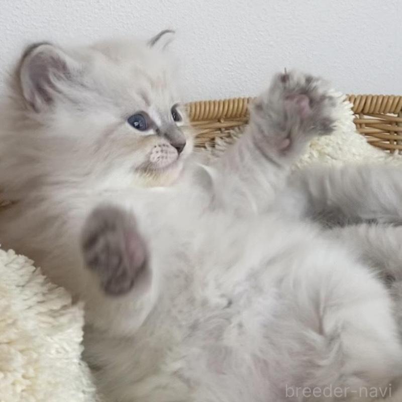 成約済の北海道のサイベリアン-136861の11枚目