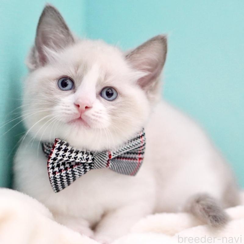 販売中の東京都のラグドール-135223