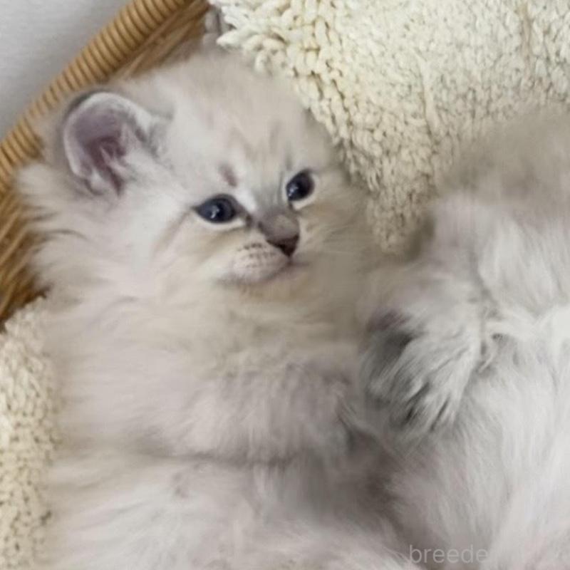 成約済の北海道のサイベリアン-136861の10枚目