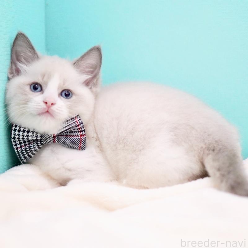 商談中の東京都のラグドール-135223の15枚目