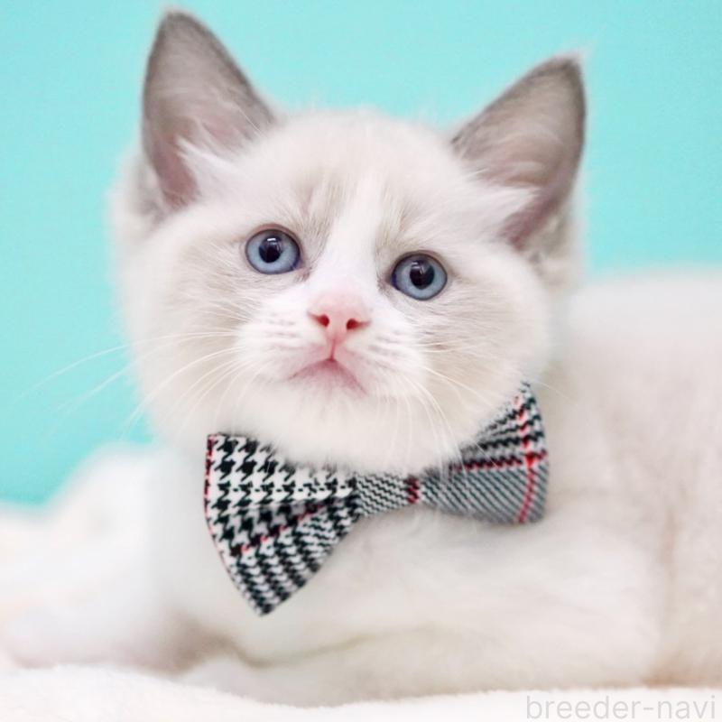 商談中の東京都のラグドール-135223の14枚目