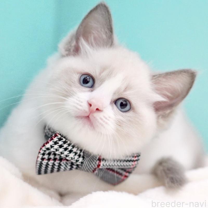 商談中の東京都のラグドール-135223の13枚目