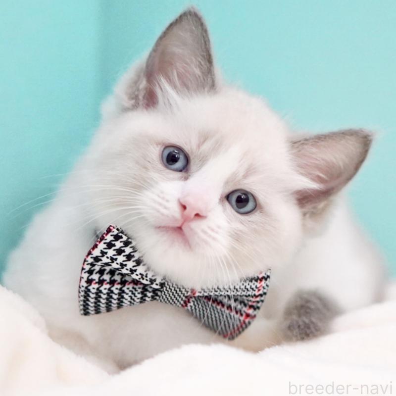 商談中の東京都のラグドール-135223の12枚目