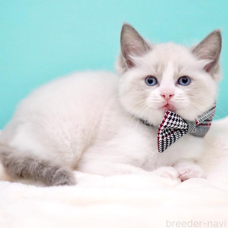 商談中の東京都のラグドール-135223の11枚目