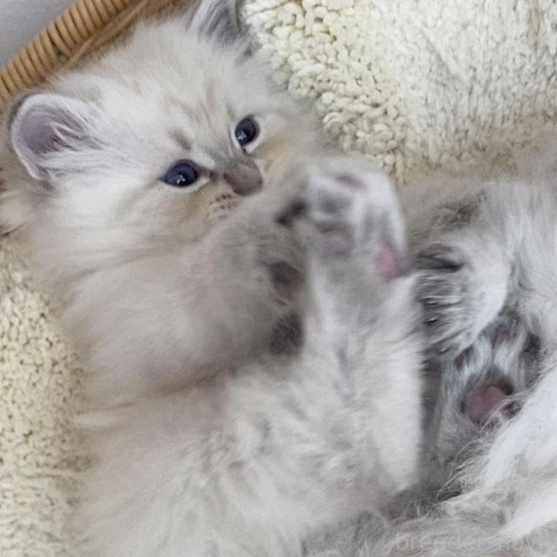 成約済の北海道のサイベリアン-136861の7枚目