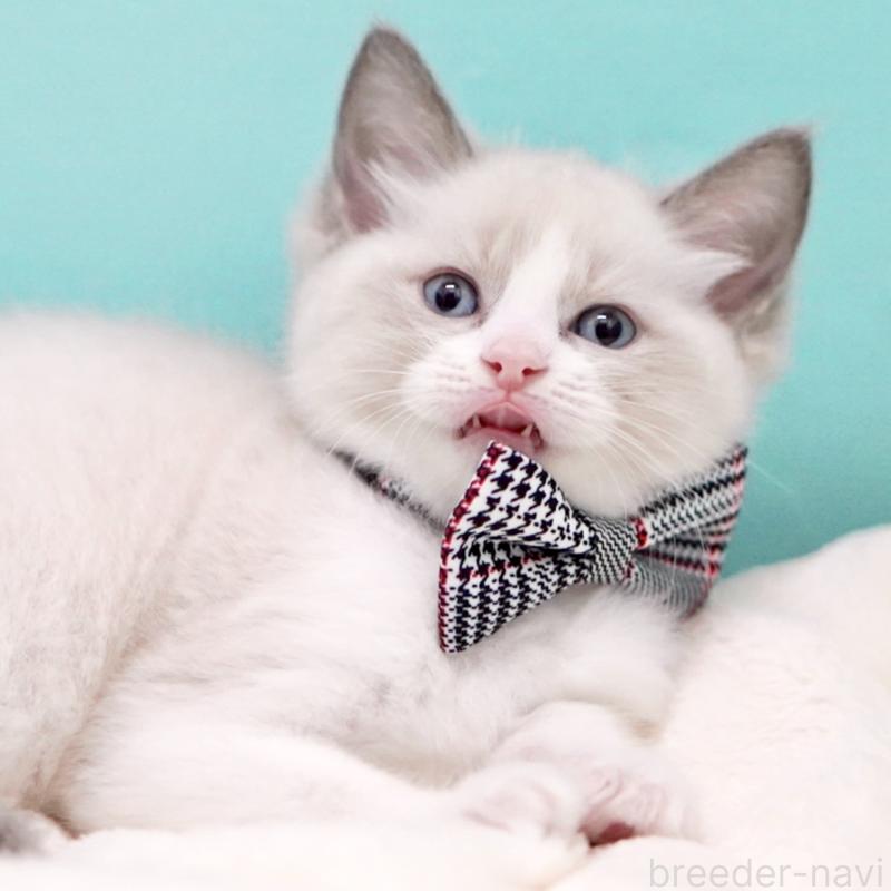 商談中の東京都のラグドール-135223の10枚目