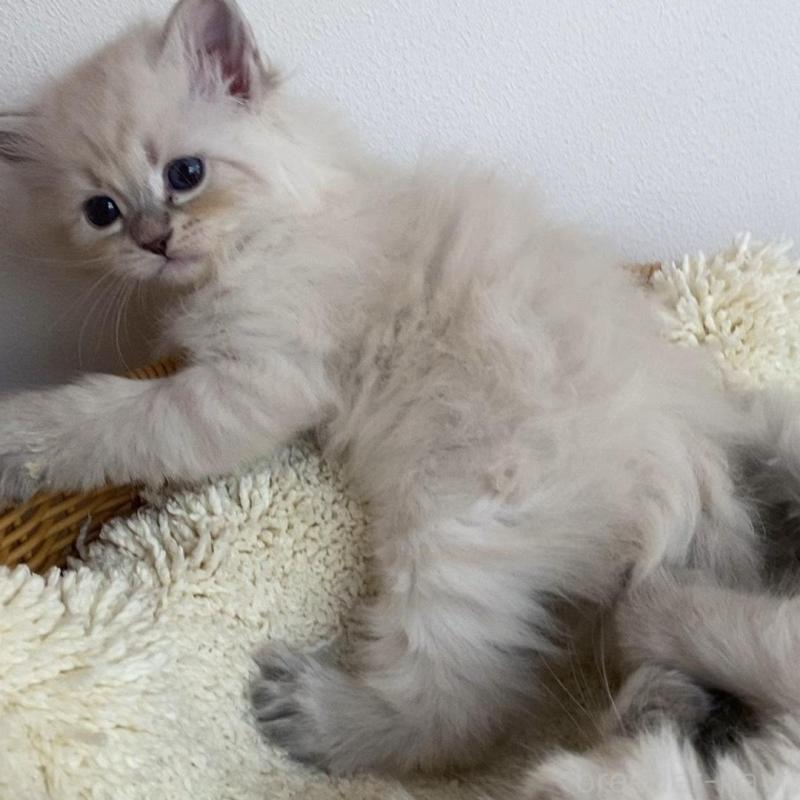 成約済の北海道のサイベリアン-136861の6枚目